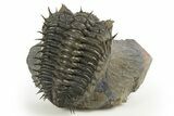 Spiny Drotops Armatus Trilobite - Mrakib, Morocco #330209-2